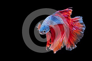 Movement power of betta fighting fish over isolated black background. The moving moment beautiful of red and blue Siamese betta