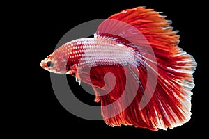 Movement power of betta fighting fish over isolated black background. The moving moment beautiful of red and blue Siamese betta