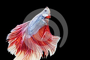 Movement power of betta fighting fish over isolated black background. The moving moment beautiful of red and blue Siamese betta