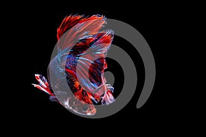 Movement power betta fighting fish over isolated black background. The moving moment beautiful of white, blue and red siamese
