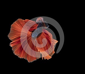 Movement power betta fighting fish over isolated black background. The moving moment beautiful of white, blue and red siamese