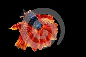 Movement power of betta fighting fish over isolated black background. The moving moment beautiful of white, blue and red siamese