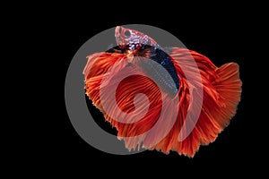 Movement power of betta fighting fish over isolated black background. The moving moment beautiful of white, blue and red siamese