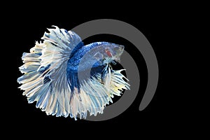 Movement power betta fighting fish over isolated black background. The moving moment beautiful of white and blue siamese betta