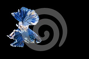 Movement power of betta fighting fish over isolated black background. The moving moment beautiful of white and blue siamese betta