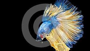 Movement power of betta fighting fish over isolated black background. The moving moment beautiful of yellow, blue siamese betta