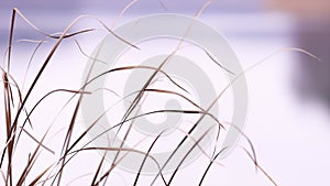 The movement of the reeds on blurred water background