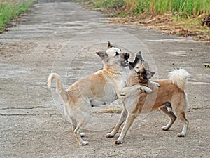 Movement Scene of Two Dogs Play Fighting