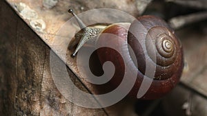 Movement of Snail (Quantula Striata) on The Leaves