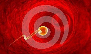 Movement of the spermatozoa through the fallopian tubes. Sperm,