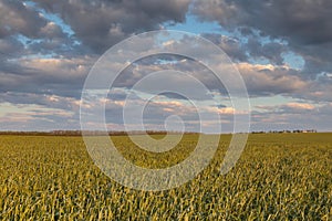 The movement of the thunderclouds over the fields of winter wheat in early spring in the vast steppes of the Don.