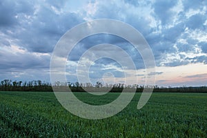 The movement of the thunderclouds over the fields of winter wheat in early spring in the vast steppes of the Don.