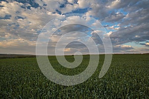 The movement of the thunderclouds over the fields of winter wheat in early spring in the vast steppes of the Don.