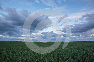 The movement of the thunderclouds over the fields of winter wheat in early spring in the vast steppes of the Don.