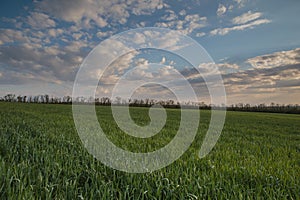 The movement of the thunderclouds over the fields of winter wheat in early spring in the vast steppes of the Don.