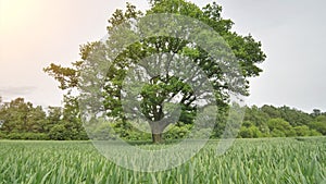 Movement to a lone oak tree among young green wheat.