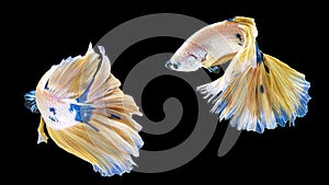 movement two white, yellow, blue halfmoon betta splendens fighting fish on isolated black background with clipping part. The