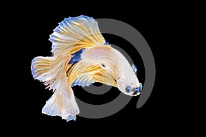 The movement two white, yellow, blue halfmoon betta splendens fighting fish on isolated black background with clipping part. The