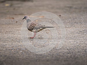 Movement of Walking Dove