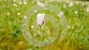 Movement of white poppy flower in the wind. Filed with green poppy heads in background. Papaver somniferum