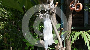 Movement from wind Handmade dream catcher or dreamcatcher hanging on tree