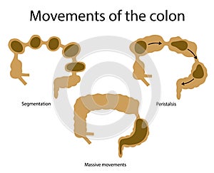 Movements of the colon