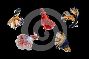 movements of the Siamese fighting fish.