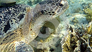 Movie clip - Loggerhead sea turtle Caretta caretta