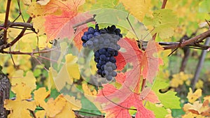 Movie of grape-bearing vines with a bunch of dark red grapes fall season 1080p