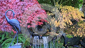 Movie of laced maple trees over water fountain in garden fall season 1080p HD