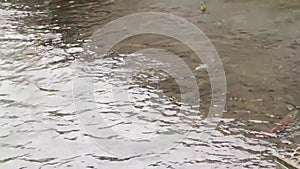 A movie of various salmons swimming in the hatchery.