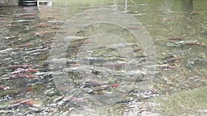 A movie of various salmons swimming in the hatchery.