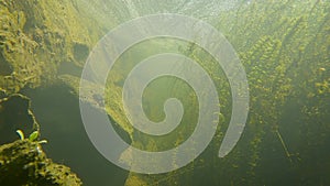 Moving Along Granite Wall and Canadian Elodea Waterweed Underwater in a Pond, County Wicklow