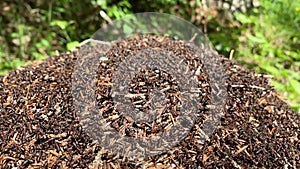 Moving ants on a anthill, slow motion of alpin woods in summertime