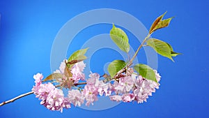 Moving Around Flowering Tree Branch Isolated On Bluescreen