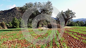 Moving away from olive strees at low angle