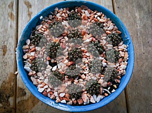 Moving baby cactus to bigger pots. Cactus name Gymnocalycium. Mini cactus at little garden home