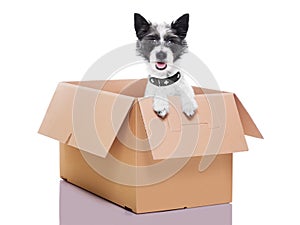 Moving box dog