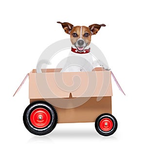 Moving box dog