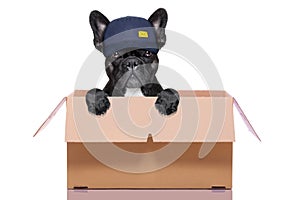 Moving box dog