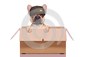 Moving box dog