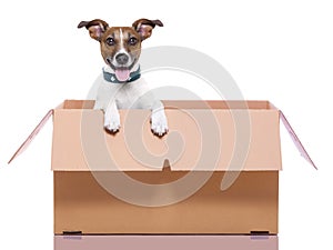Moving box dog photo
