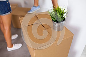 Moving box with a plant on it. Time to unpack. Close up.