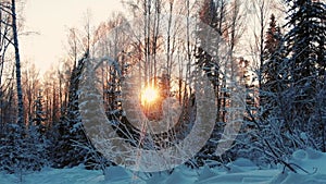 Moving camera to left through snow-covered forest in the branches of trees in front of the bright sun at dawn breaking