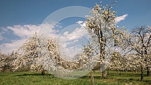 Moving clouds over cherry trees in full blossom