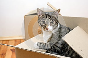 Moving day - cat and cardboard boxes