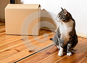 Moving day - cat and cardboard boxes in room