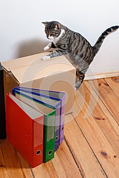 Moving day - cat and cardboard boxes in room