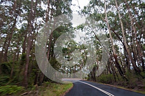 Moving through the forest, car view of road with motion blur eff