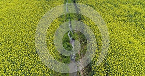 Moving forward over yellow flowers and water canal field in summer day. Europe Italy outdoor green nature scape aerial